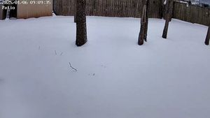 A snowy yard with several trees and a fence.